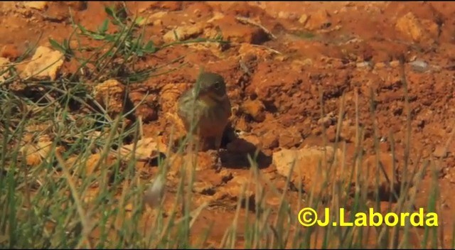 Ortolan Bunting - ML201913961