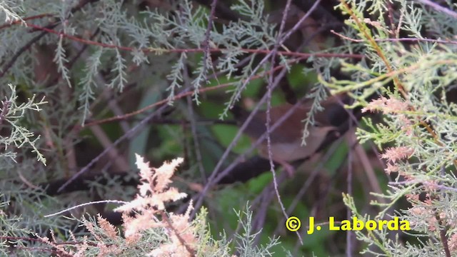 Cetti's Warbler - ML201914531