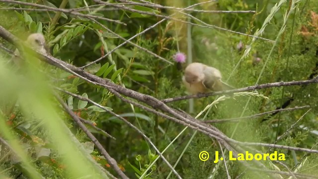 Eurasian Penduline-Tit - ML201914561