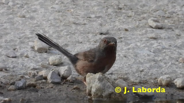 Dartford Warbler - ML201914831