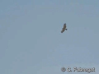 Short-toed Snake-Eagle - ML201915311