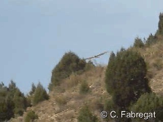 Short-toed Snake-Eagle - ML201915321