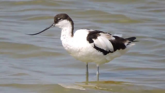 Avocette élégante - ML201915371