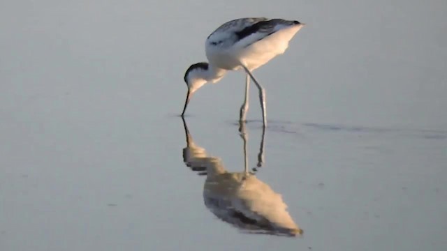 Avocette élégante - ML201915391