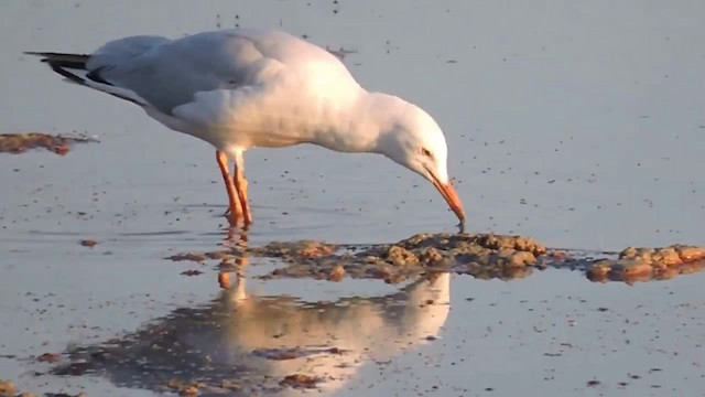 Slender-billed Gull - ML201915421