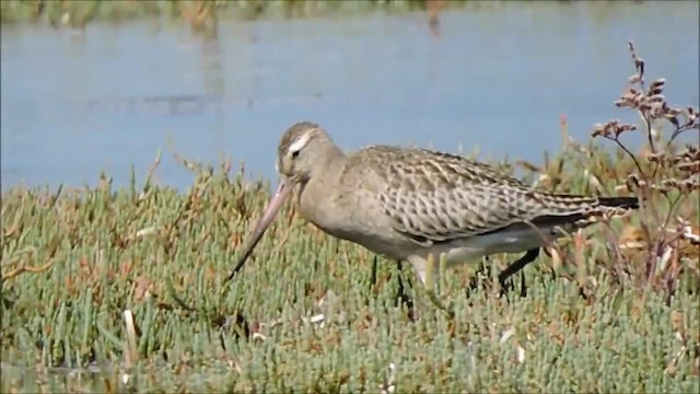 Barge rousse (groupe lapponica) - ML201915481