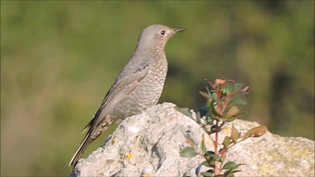 Blue Rock-Thrush (solitarius/longirostris) - ML201915521