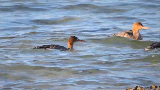 Red-breasted Merganser - ML201915561