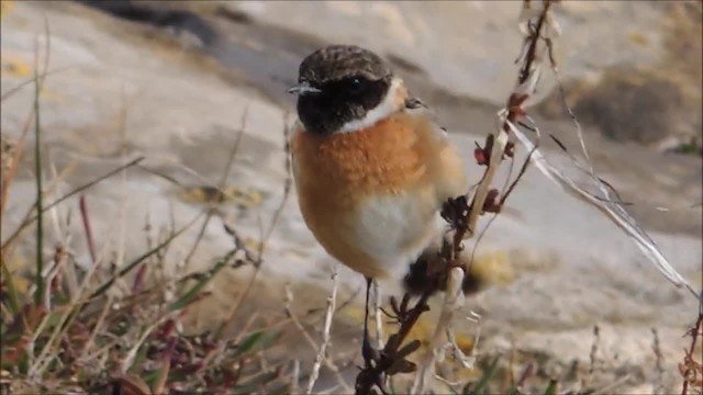 European Stonechat - ML201915571