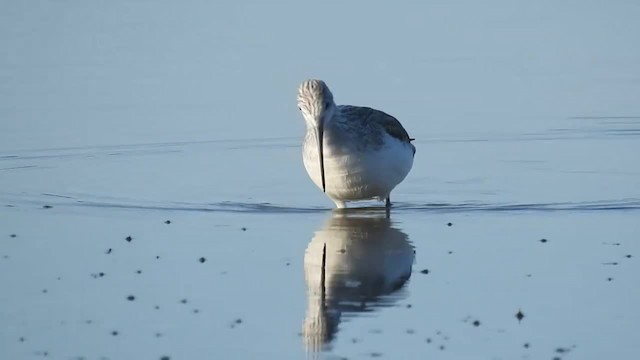 Common Greenshank - ML201915591