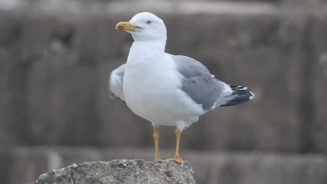 Gaviota Patiamarilla (michahellis) - ML201915611