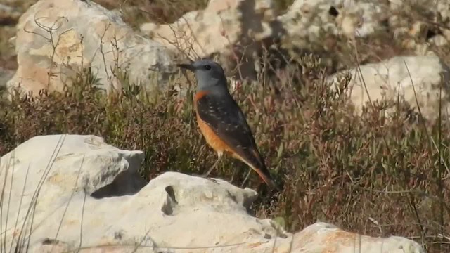 Rufous-tailed Rock-Thrush - ML201915621