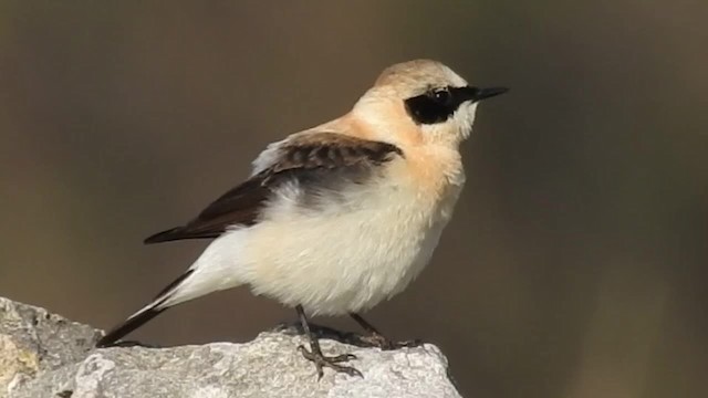 Eastern Black-eared Wheatear - ML201915631