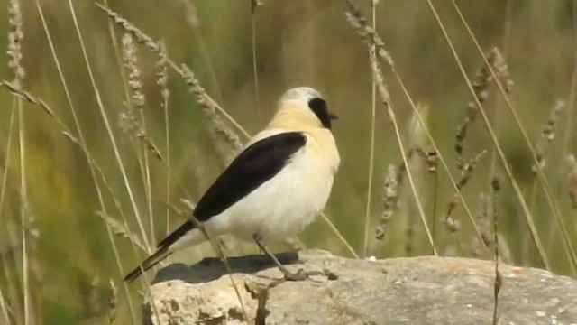 Eastern Black-eared Wheatear - ML201915641