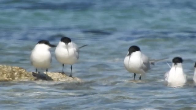 Gull-billed Tern - ML201915651