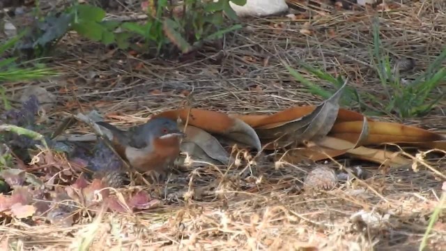 Txinbo papargorrizta mediterraneoa - ML201915661