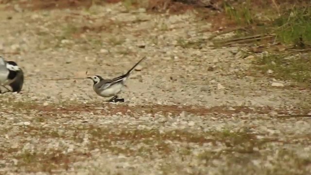 נחליאלי לבן (לבן-פנים) - ML201915701