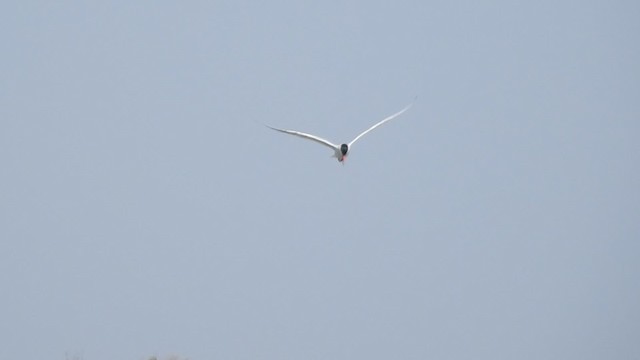 Caspian Tern - ML201915711