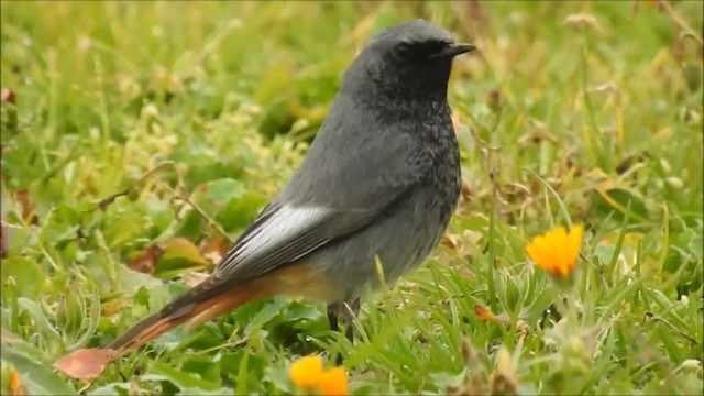 Colirrojo Tizón (gibraltariensis/aterrimus) - ML201915721