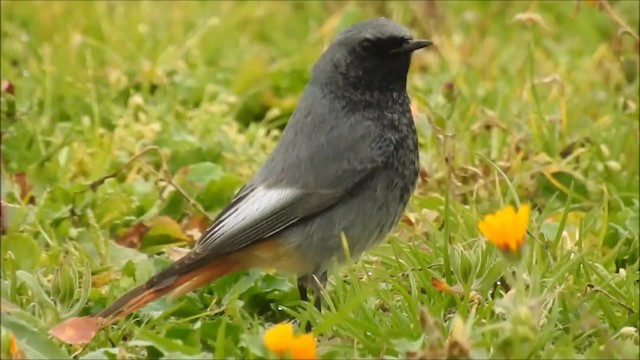 Colirrojo Tizón (gibraltariensis/aterrimus) - ML201915721