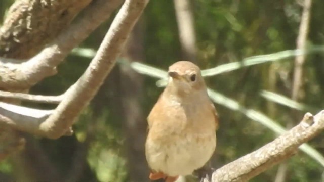 シロビタイジョウビタキ（phoenicurus） - ML201915731