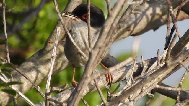 Sardinian Warbler - ML201915771