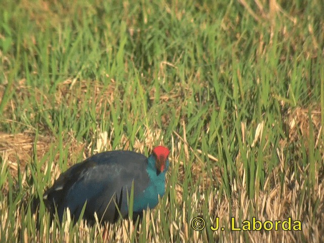 Western Swamphen - ML201915781