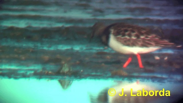 Ruddy Turnstone - ML201915971