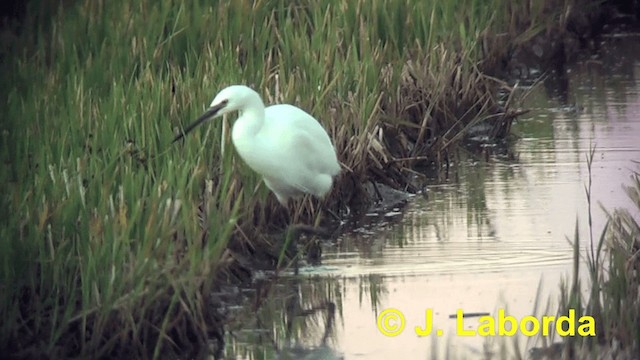 Koartzatxo txikia (garzetta) - ML201916001