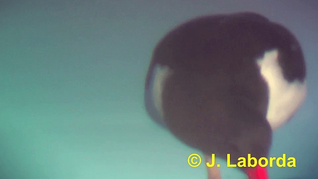 Кулик-сорока євразійський (підвид ostralegus/longipes) - ML201916081