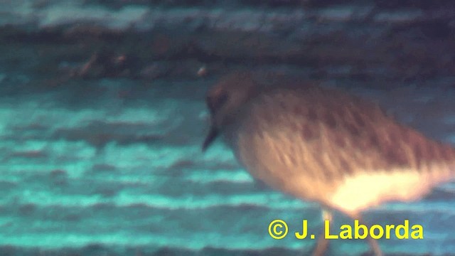 Black-bellied Plover - ML201916091