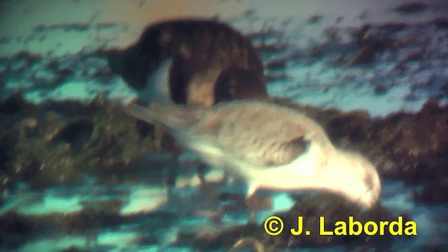 Sanderling - ML201916131