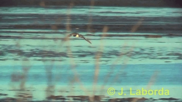 Ruddy Turnstone - ML201916151