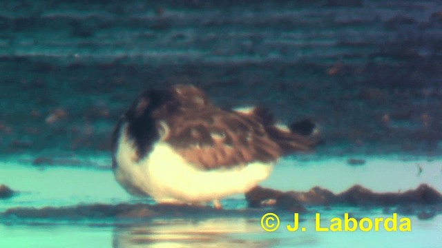 Ruddy Turnstone - ML201916181