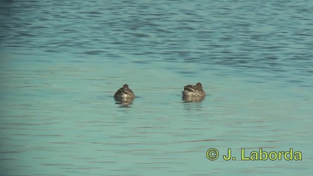 Zertzeta arrunta (eurasiarra) - ML201916561
