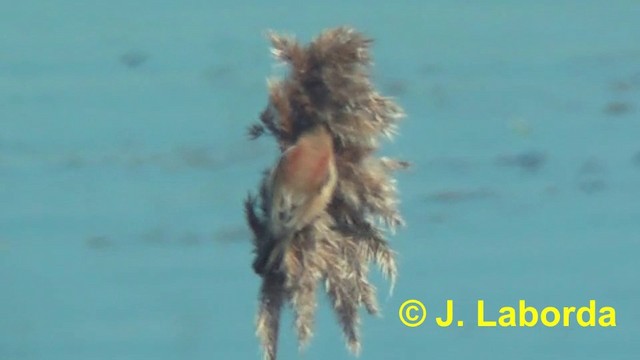 Eurasian Penduline-Tit - ML201916871