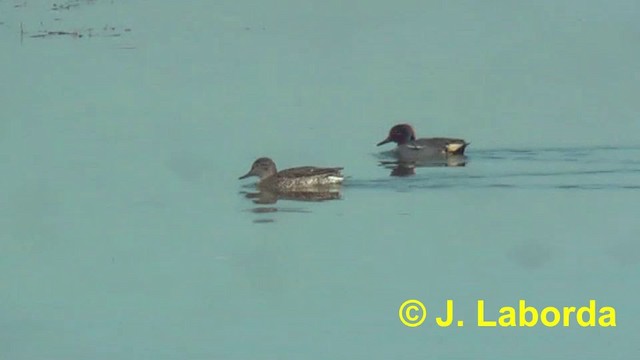 Zertzeta arrunta (eurasiarra) - ML201916901