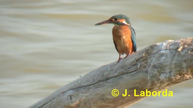 Common Kingfisher (Common) - ML201917951
