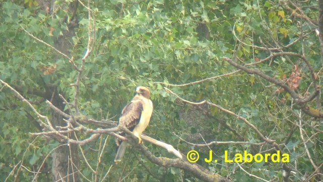 Booted Eagle - ML201918071