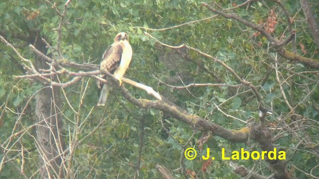 Booted Eagle - ML201918101