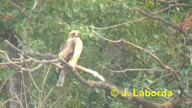 Booted Eagle - ML201918131