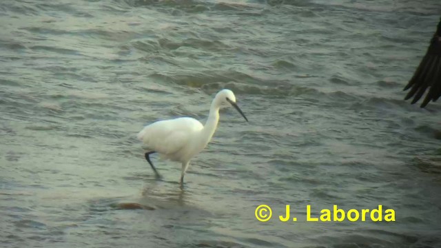 Little Egret (Western) - ML201918141