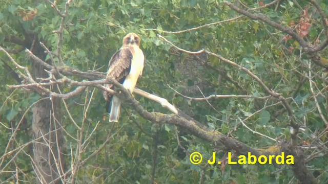 Booted Eagle - ML201918161