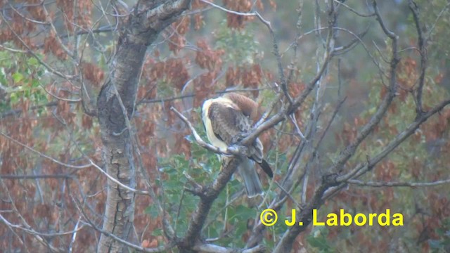 Booted Eagle - ML201918171