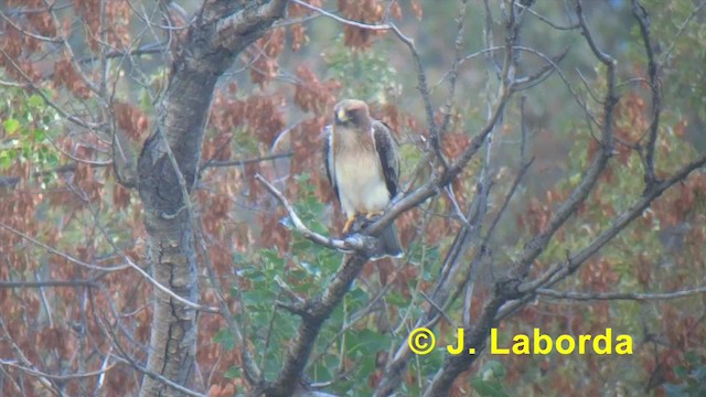 Booted Eagle - ML201918191