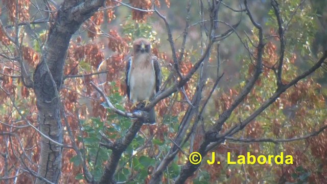 Booted Eagle - ML201918201