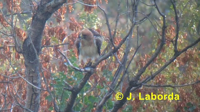 Booted Eagle - ML201918211