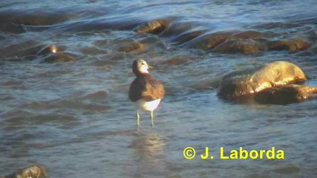 Green Sandpiper - ML201918271