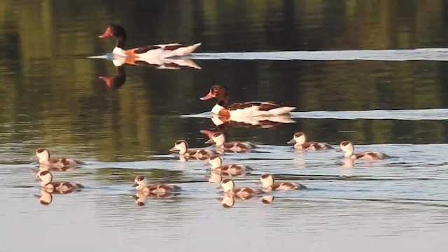 Common Shelduck - ML201918341