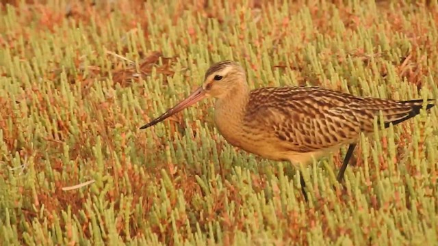 Bar-tailed Godwit (European) - ML201918371